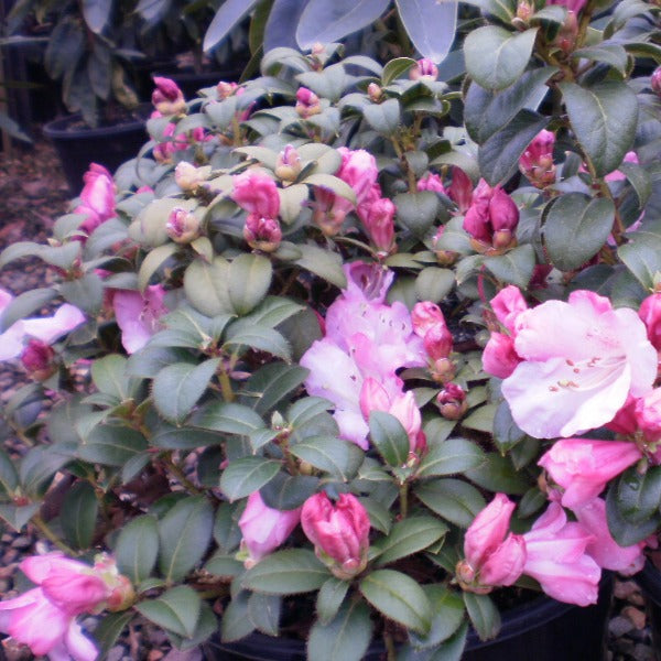 Rhododendron 'Pink Gem', evergreen shrub with small, ovate, dull-green foliage and trusses of hot-pink blooms.