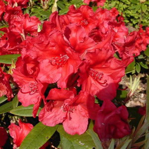 Rhododendron | Vulcan's Flame