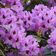 Load image into Gallery viewer, Rhododendron | Blue Rhapsody
