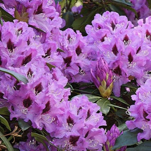 Rhododendron | Blue Rhapsody