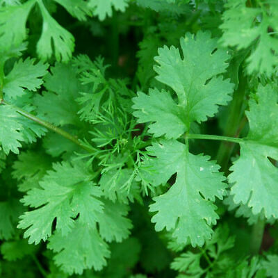 Coriander 'Eureka' | Vintage Heirloom Seeds