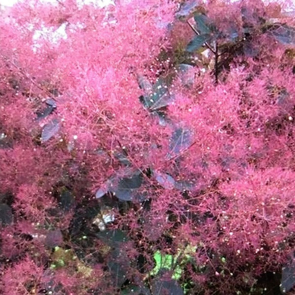 Coninus Grace, deciduous shrub also known as Smokebush.