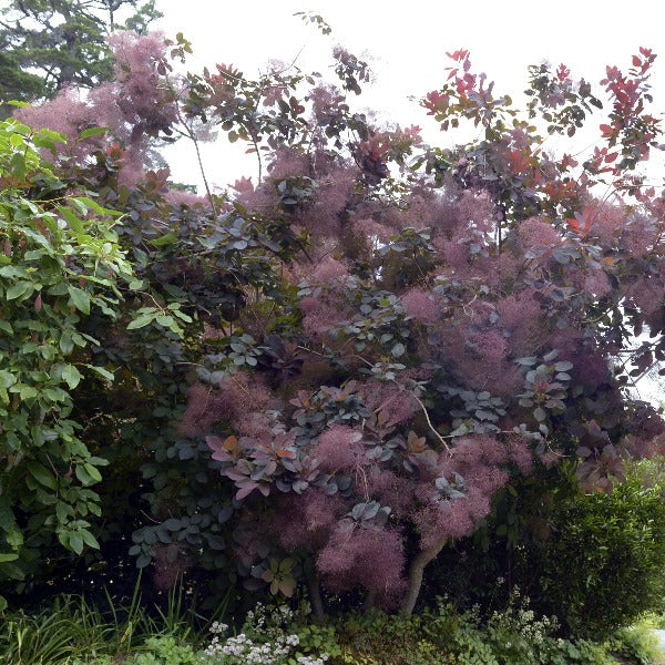 Cotinus Grace | Smokebush