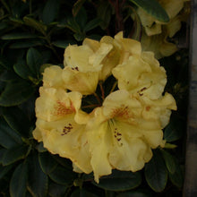 Load image into Gallery viewer, Rhododendron &#39;Golden Wit&#39;, evergreen shrub with dark-green foliage and clusters of funnel-shaped blooms in golden-yellow with red flecks.
