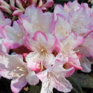 Rhododendron 'Ginny Gee', evergreen shrub with matte-green foliage and clusters of bell-shaped blooms in pale-pink, fading to white.