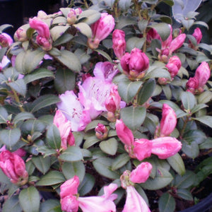 Rhododendron | Pink Gem