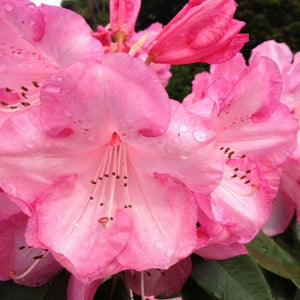 Rhododendron | Dame Nellie Melba