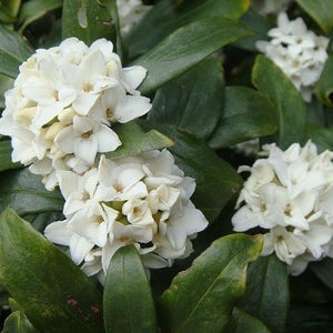 White flowering Daphne bush odora alba.