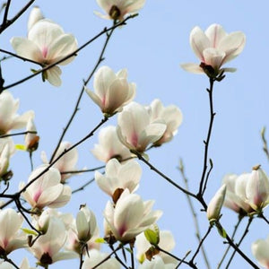 Magnolia | Denudata