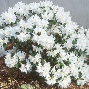 Rhododendron DOra Amateis shrub covered in white flowers