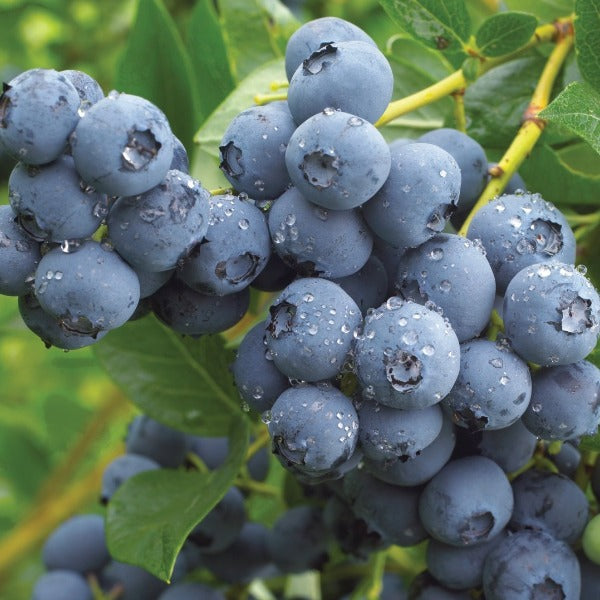 Blueberry | Annie