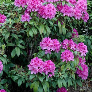 Rhododendron | Anah Kruschke