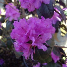 Load image into Gallery viewer, Rhododendron &#39;P.J.M.&#39; evergreen shrub with dark-green foliage and bell-shaped lavender-pink flowers.
