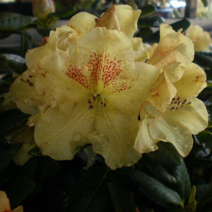 Rhododendron | Golden Witt