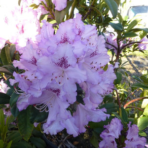 Rhododendron 'Blue Ensign', evergreen shrub with bright-green foliage and trusses of soft-lavender, wavy-edged blooms with a purple blotch.