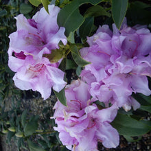 Load image into Gallery viewer, Rhododendron | Countess of Athlone
