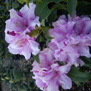 Rhododendron | Countess of Athlone