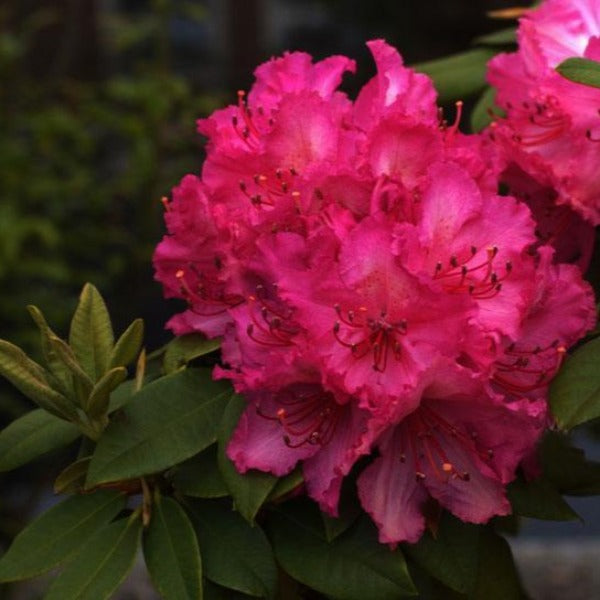 Rhododendron 'Dr Arnold W Endtz', evergreen shrub with bright-green foliage and clusters of hot-pink, frilly-edged blooms with red spotting.