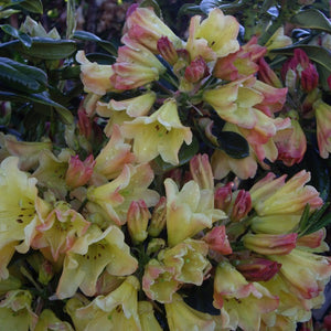 Rhododendron | Nancy Evans