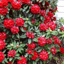 Load image into Gallery viewer, Rhododendron &#39;Rubicon&#39;, evergreen shrub with very glossy, bright-green foliage and trusses of deep-red, bell-shaped flowers.
