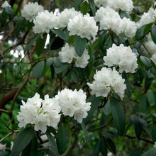 Load image into Gallery viewer, Rhododendron &#39;Helene Schiffner&#39;, evergreen shrub with dark-green foliage and clusters of pure-white blooms with yellow markings.
