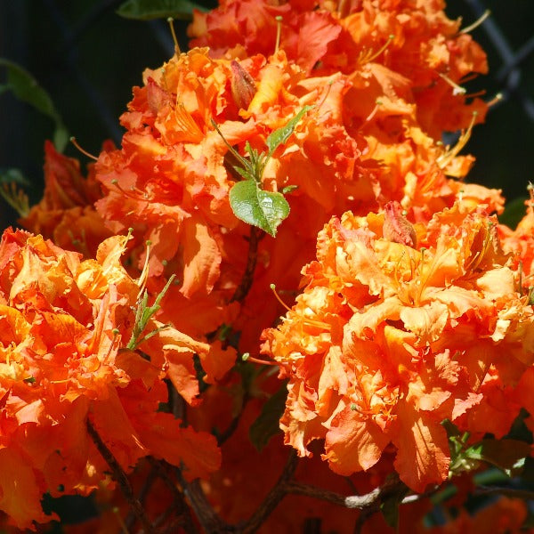 Mollis Azalea 'Les's Penny', deciduous shrub featuring bright-green foliage and clusters of brilliant-orange, semi-double blooms with ruffled edges.