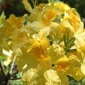 Mollis Azalea 'Yamina Goldie', deciduous shrub featuring bright-green foliage and clusters of trumpet-shaped, fragrant golden-yellow blooms.