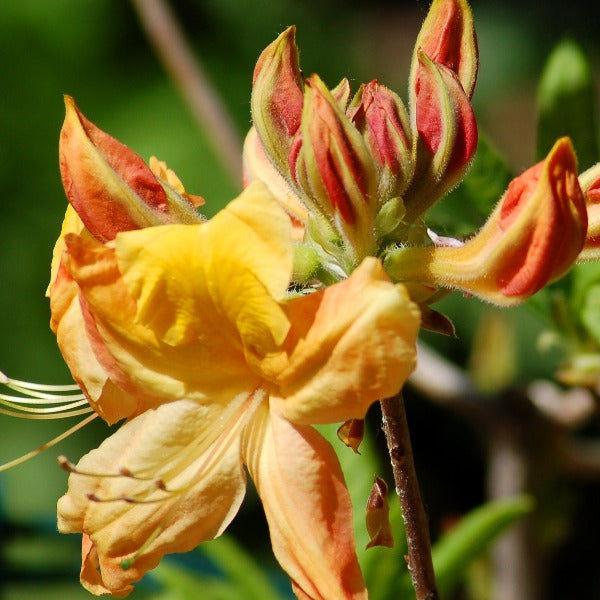 Mollis Azalea 'Golden Oriole', deciduous shrub featuring light-green foliage and clusters of golden-yellow blooms.