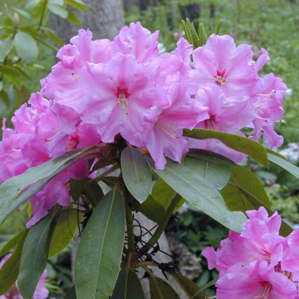 Rhododendron 'Ruby Bowman', evergreen shrub with mid-green, pointy foliage and trusses of wavy-edged, rose-pink flowers with a ruby-red throat.