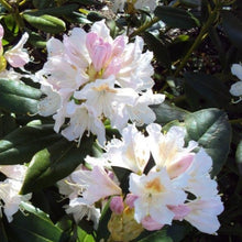 Load image into Gallery viewer, Rhododendron Cunningham&#39;s White, evergreen shrub with lax trusses of white flowers.
