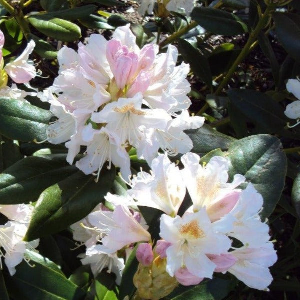 Rhododendron Cunningham's White, evergreen shrub with lax trusses of white flowers.