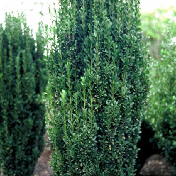 Ilex Crenata | Fastigiata