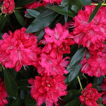 Load image into Gallery viewer, Rhododendron &#39;Iverys Scarlet&#39;, evergreen shrub with glossy, dark-green foliage and trusses of massive, bright-red blooms with crimson spots.
