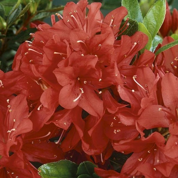 Azalea 'Little Red Riding Hood', evergreen shrub with orange-red flowers.