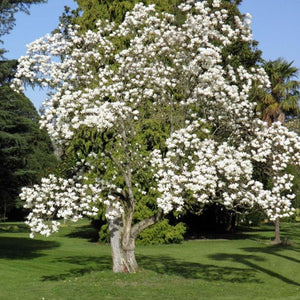 Magnolia | Denudata