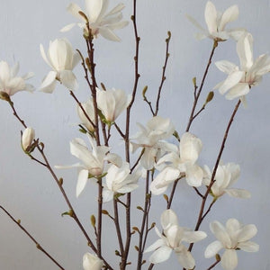 Magnolia | Merrill