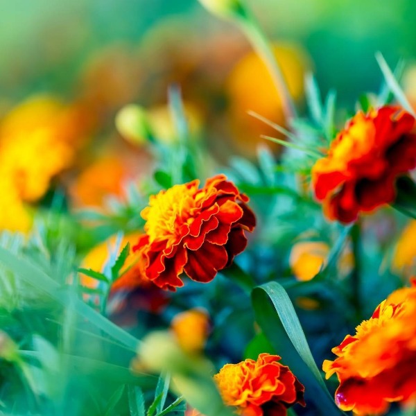 Marigold 'Petite Series Mixed' | Vintage Heirloom Seeds