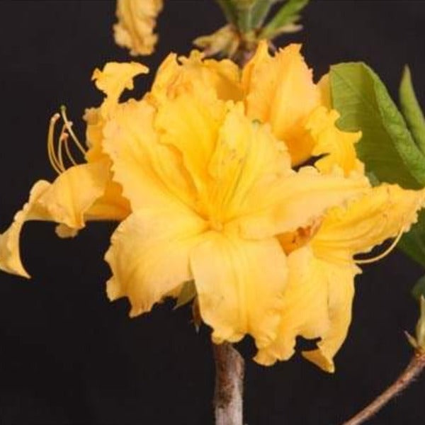 Mollis Azalea 'Mernda Yellow', deciduous shrub featuring bright-green foliage and clusters of funnel-shaped, creamy-yellow blooms.