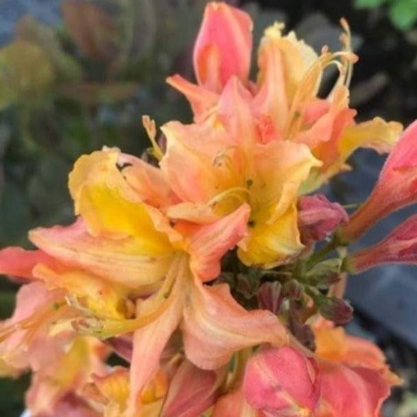 Mollis Azalea 'Mary Clair', deciduous shrub featuring small bright-green foliage and clusters of single blooms in soft-pink with a yellow blotch.