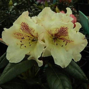 Rhododendron 'Mrs Betty Robertson', evergreen shrub  with medium-green, pointy foliage and loose trusses of creamy-yellow flowers with a pink flush and red speckles.