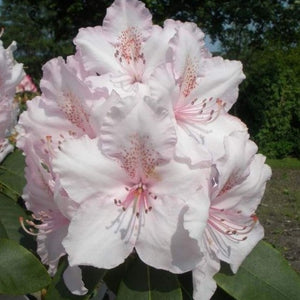 Rhododendron | Mrs Charles E. Pearson