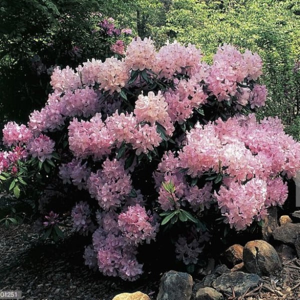 Rhododendron 'Mrs E.C. Stirling', evergreen shrub with glossy-green, pointy foliage and clusters of bell-shaped, silvery-pink flowers.