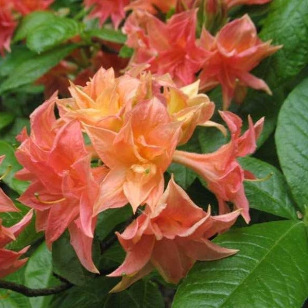 Mollis Azalea 'Norma', deciduous shrub featuring bright-green foliage and ball-shaped clusters of funnel-shaped, hose in hose, orange-red blooms.