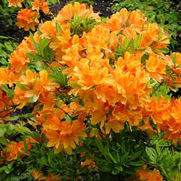Mollis Azalea 'Hortulanus H De Witte', deciduous shrub featuring light-green foliage and clusters of funnel-shaped, orange-yellow blooms.