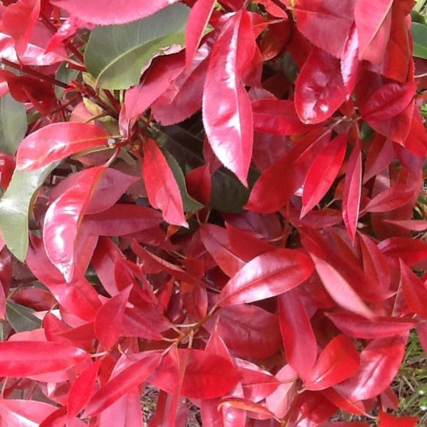 Photenia Rubens, evergreen shrub with ruby-red new foliage that matures to a beautiful glossy dark-green
