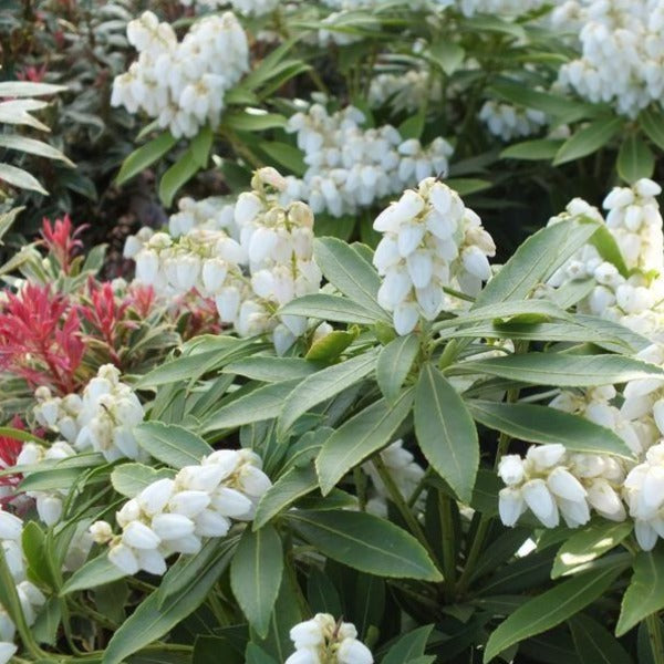 Pieris 'Sarabande', evergreen shrub featuring dark green foliage and white, urn-shaped flowers.