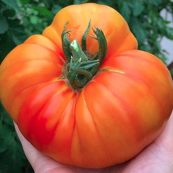 Tomato 'Pineapple' | Vintage Heirloom Seeds