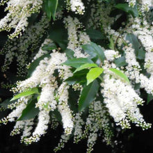 Load image into Gallery viewer, &#39;Portugal Laurel&#39; evergreen shrub with dark-green glossy foliage and hanging clusters of small white flowers.
