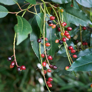 Laurel | Portugal