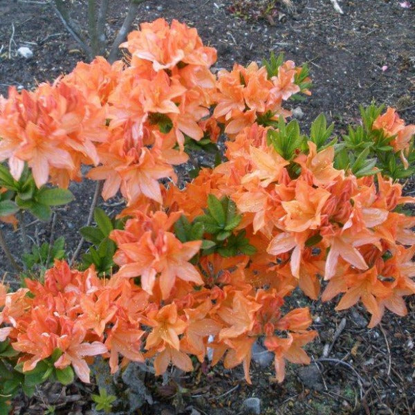 Mollis Azalea 'Queen Emma', deciduous shrub featuring bright-green foliage and ball-shaped trusses of orange-yellow blooms.
